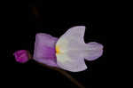 Eastern purple bladderwort